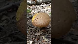 Šiljatonogi vrganj Boletus appendiculatus u Dotrščini [upl. by Etiuqal]