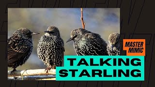 Extraordinary Starling song talking mimicking machines humans other birds [upl. by Ardnuasak]