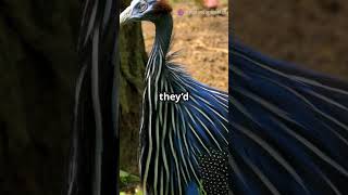 5 Fascinating Facts About Vulturine Guineafowls [upl. by Yahsan]