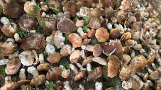 FUNGHI PORCINI CHE PASSIONE 74 20230924 🍄 74 [upl. by Aciras]