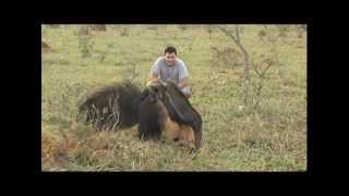 Human playing with an anteater  Pantanal [upl. by Anthony997]