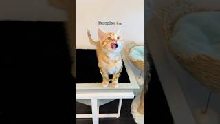 WHAT IS CLEMENTINE INVOVLED IN⁉️🍊💰🫣 fosterkitten orangecat funnycatvideo [upl. by Irami809]