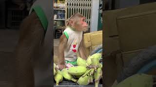 CUTIS hard work earn moneycutis monkey shortvideo [upl. by Venuti]