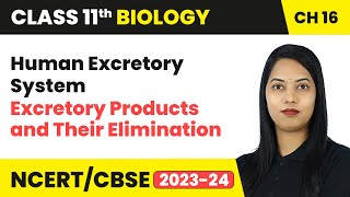 Human Excretory System  Excretory Products and Their Elimination  Class 11 Biology Ch 16  CBSE [upl. by Alcina109]