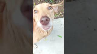 Rajapalayam dog Nice shortvideo [upl. by Aralc864]