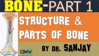 BONE PART 1  STRUCTURE amp PARTS OF BONE [upl. by Evanthe]