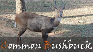 Bushbuck Video From Rest Camps amp Wilder Areas In The Kruger National Park  Stories Of The Kruger [upl. by Annonyw]