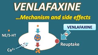 Venlafaxine  Mechanism and side effects [upl. by Nonek]