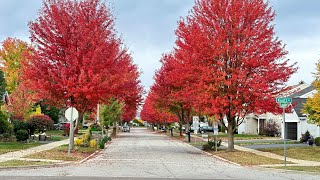 Oct 2024  Biking in fall is a blessing [upl. by Wolf]