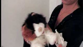 Folkmanis gefleckte Katze Handpuppe [upl. by Trumann]