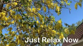 Golden shower Tree in full Bloom [upl. by Jaclyn]