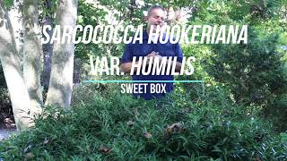 Sweet box Sarcococca hookeriana var humilis  Plant Identification [upl. by Lerred]