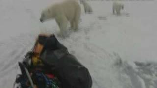 Borge Ousland encounters polar bears [upl. by Eelesor]