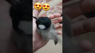 Singing bird birds love lovebirds shortvideo [upl. by Sinnaiy626]