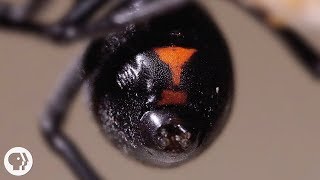 Why the Male Black Widow is a Real Home Wrecker  Deep Look [upl. by Hersch]