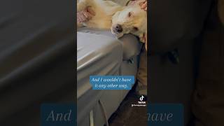 Great Pyrenees coonhound is the most adorable foster fail [upl. by Laamaj]