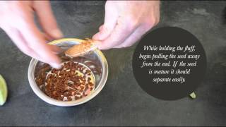 Cleaning Milkweed Seed by Hand is Easy [upl. by Nichols]