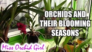 Different orchids and their blooming season [upl. by Chloras]