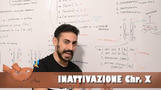 Inattivazione cromosoma X [upl. by Neetsirhc393]