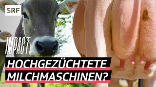 Milch um jeden Preis – So werden Schweizer Kühe für den Konsum optimiert  Impact  SRF [upl. by Dorr801]