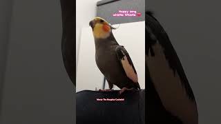 Its time for Montyvitamins 😂 Monty The Naughty Cockatiel singing his happy song both versions [upl. by Fortunna]