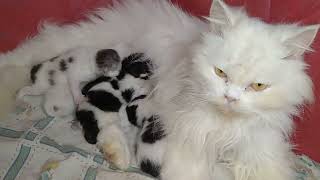 Mother Cat Feeding Milk To Her Hungry And Loud Kittens [upl. by Ludlew]