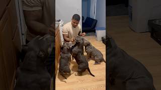 3 IS THE BUGGIEST LET DOWN EVER puppy pitbullsofficial doglover americanbully dogs [upl. by Anaira]