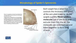 Morphology of spiders Spinnerets  Principles of Systematics  ZOO511TTopic140 [upl. by Prussian]