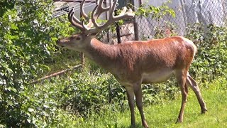 Jeleń znowu nas odwiedził ale już z ładnym porożem🚘🦌🌳🚗🚙☀️ [upl. by Ailes234]