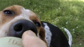 How to Train a Lazy Dog to Fetch Treeing Walker Coonhound [upl. by Naraj534]