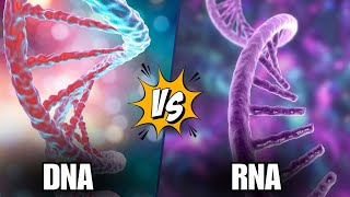 DNA and RNA Explained in 15 Minutes [upl. by Tami]