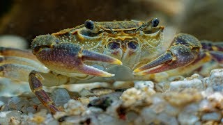 Freshwater Pom Pom Crabs  Amazing Peaceful Fully Aquatic Freshwater Crabs [upl. by Xenia356]