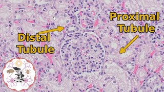 Kidney Histology  Proximal vs Distal Tubules  Urine for a Good Time [upl. by Yornek74]