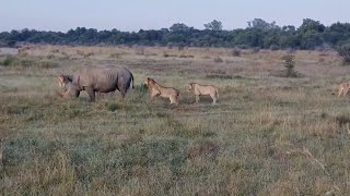 Male lions close in on two rhinos [upl. by Noerb]