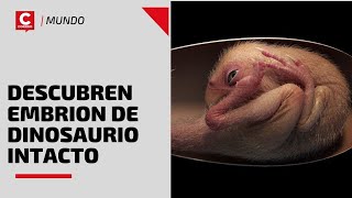 China Descubren una cría de dinosaurio perfectamente conservada [upl. by Bertero233]