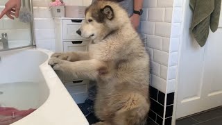 Giant Sulking Dog Hates Bath Time And Does Everything To Avoid It Cutest Doggo [upl. by Ahsened]