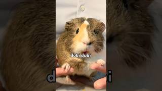 GuineaDad is Chewing Like the Best Pepper Ever🐹💃 shorts guineapig [upl. by Waneta]