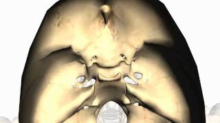 Foramina of the Skull and Cranial Fossae  Anatomy Tutorial PART 2 [upl. by Yraillih]