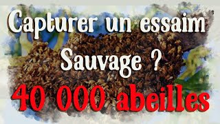 Comment Capturer un essaim sauvage 40 000abeilles Les abeilles et lessaimage [upl. by Cannell149]