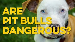 The Dangers of Pit Bulls [upl. by Zinn]