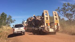 Exclusive Salvage HarvestedSaved Australian Baobab trees for Sale Worldwide [upl. by Atig]