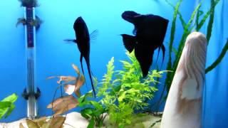 DD Black Angelfish [upl. by Marchese]