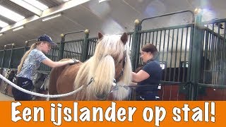 Een dag met een ijslander  PaardenpraatTV [upl. by Areehs996]