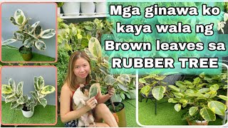 PAANO KO NAIWASAN ANG BROWN EDGES SA RUBBER TREE  EFFECTIVE Rubber tree Care tips  Roma So [upl. by Naejamron]