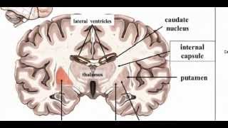 Basal Ganglia  Anatomy 1 [upl. by Norvol765]