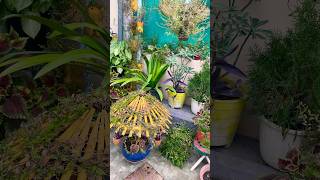 Winter season flowers full blooming 💐🤗plants gardenflowers viralvideo [upl. by Iliram]