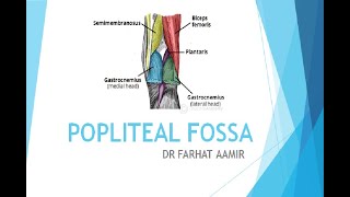 Popliteal fossa Anatomy [upl. by Enilram25]