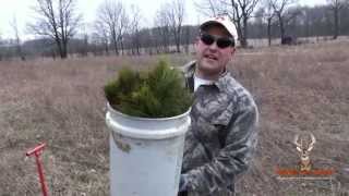 Planting Bareroot Tree Seedlings  Pitlolly Pines [upl. by Paulson]