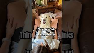 My Dog Gets Easily Confused 🤣 funnydogs shorts funnyshorts [upl. by Rubbico180]