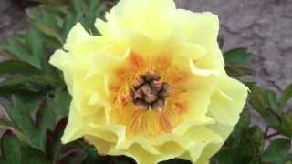 Peony Garden Treasure Itoh Hybrid  wwwpeonyshopcom [upl. by Marwin]